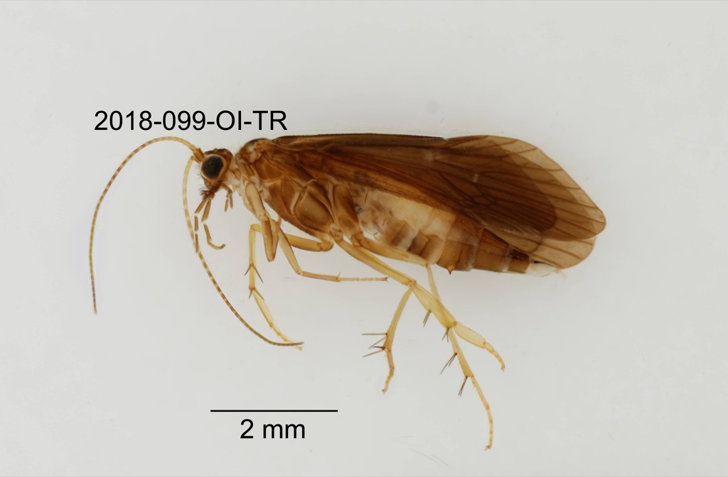 lateral