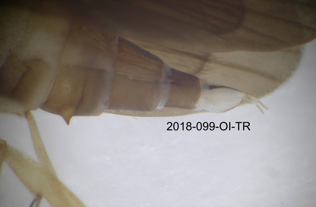 genitalia lateral