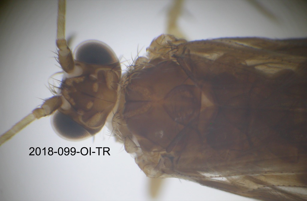 head and thorax dorsal