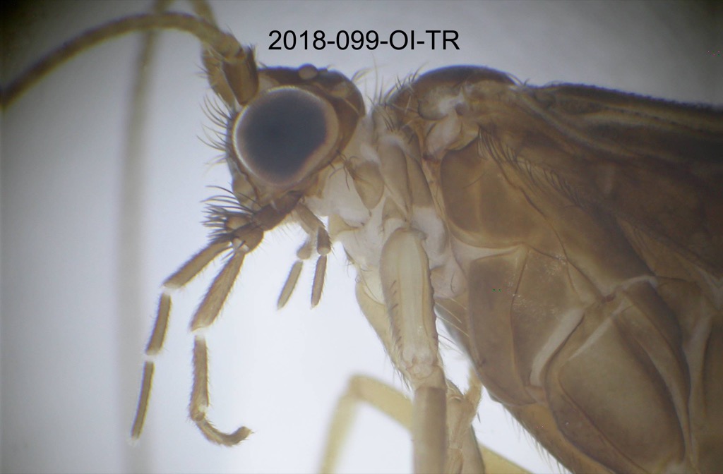 head and thorax lateral