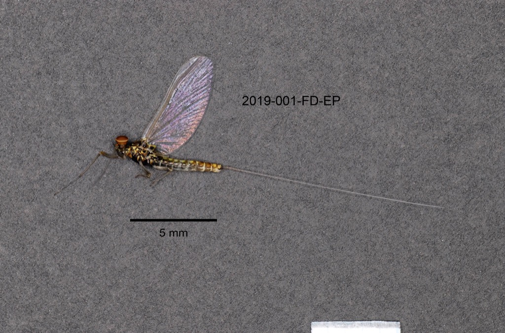lateral