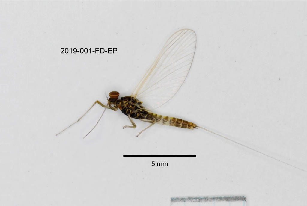 lateral