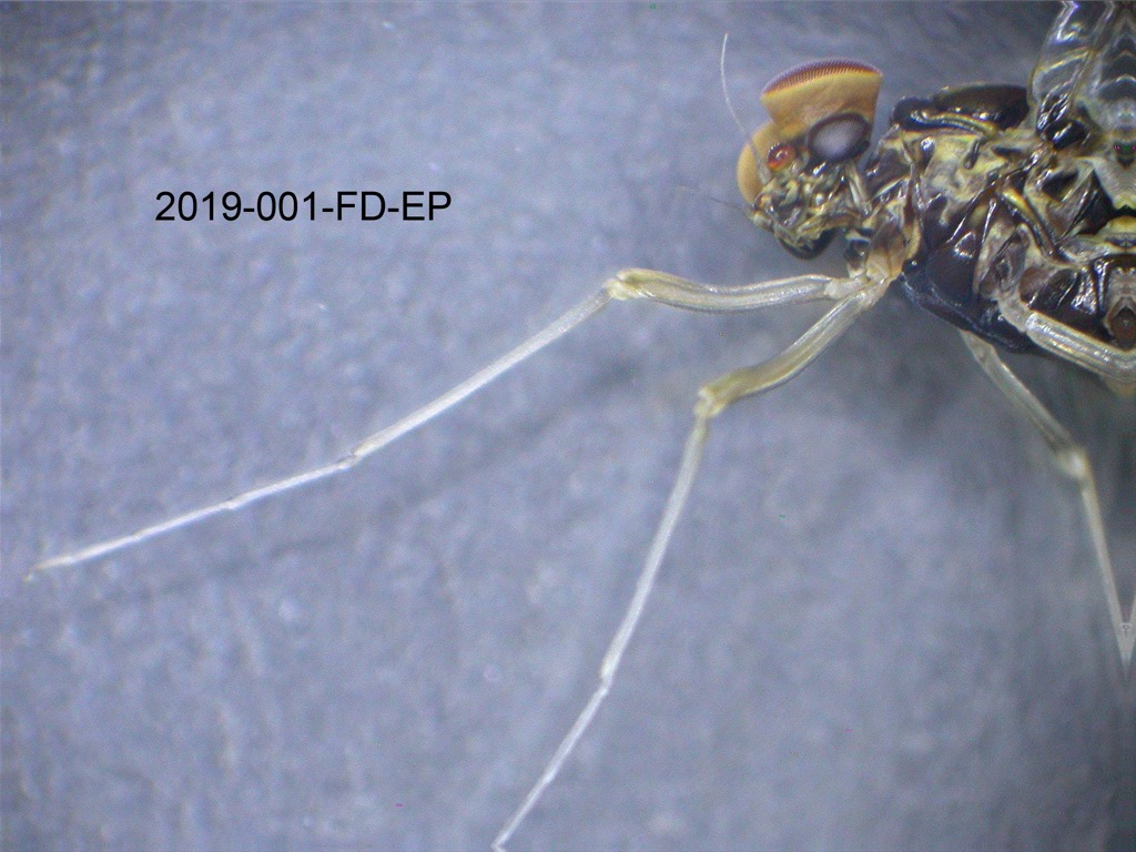 foreleg lateral