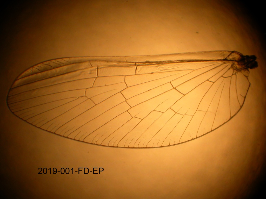 forewing