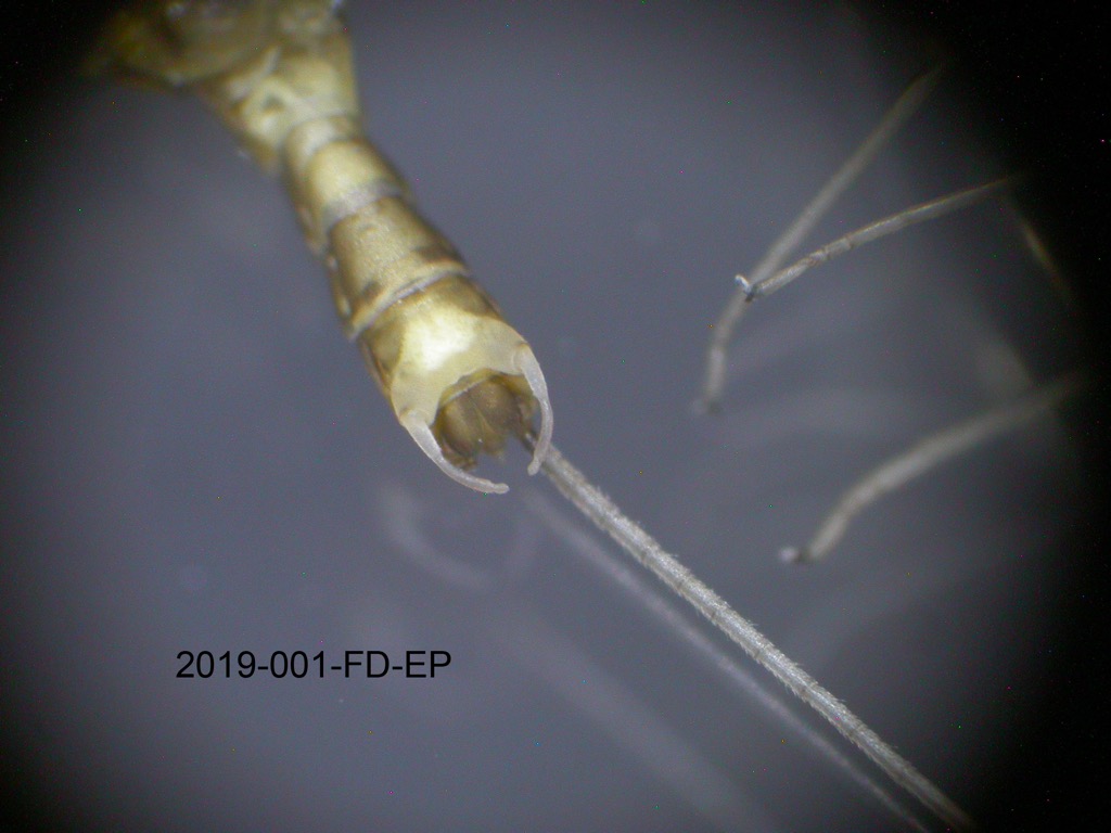 genitalia ventral