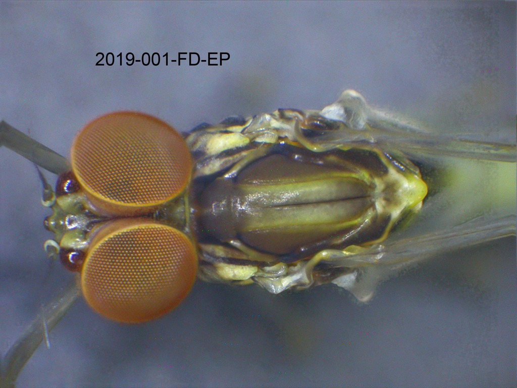 head and thorax dorsal