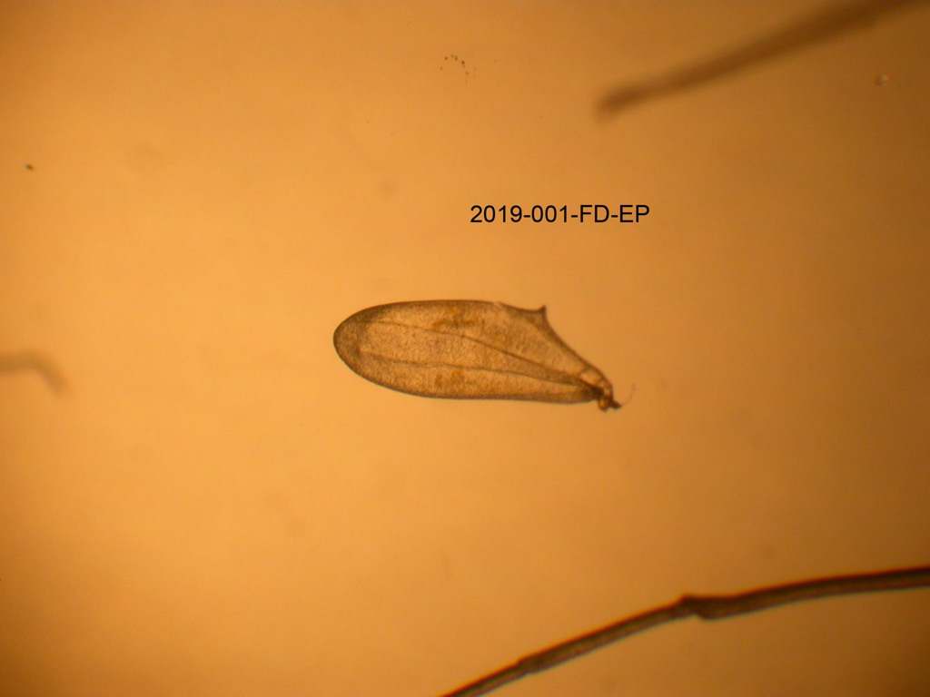 hindwing