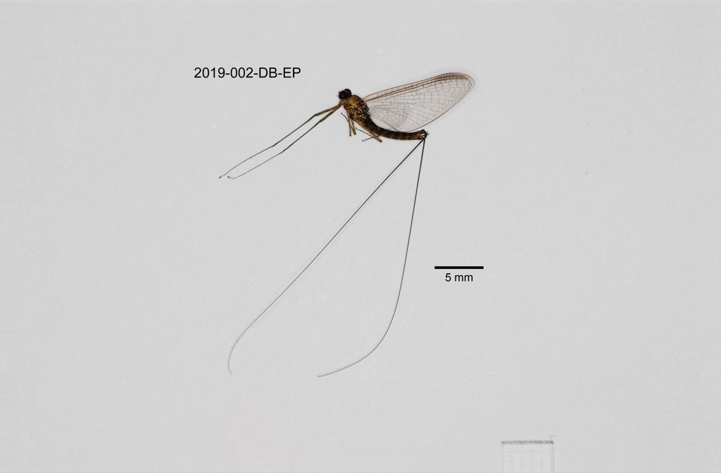 lateral