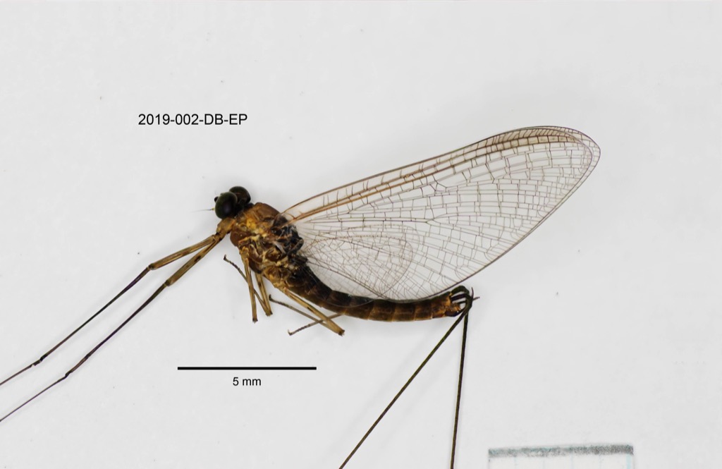 lateral