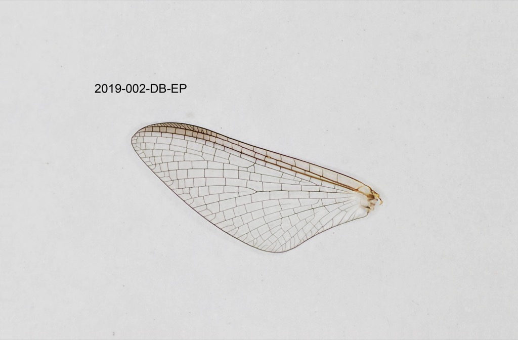 forewing