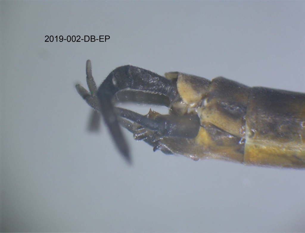 genitalia lateral