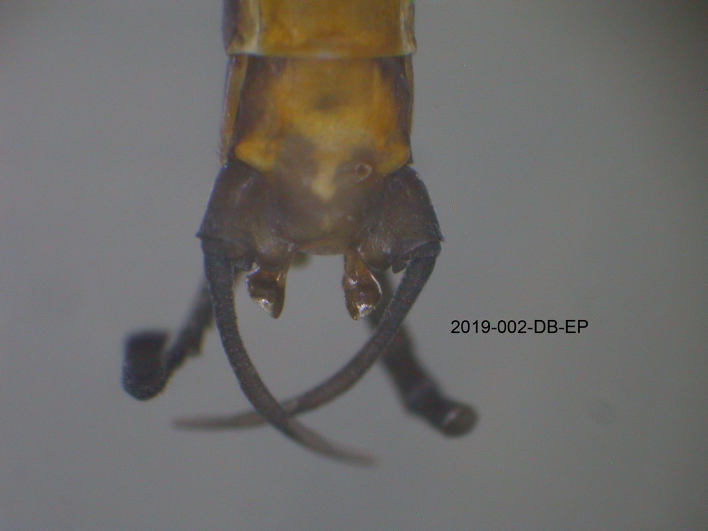 genitalia ventral