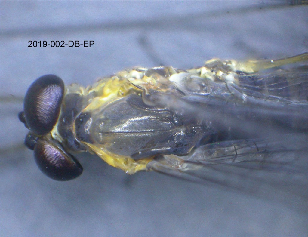 head and thorax dorsal