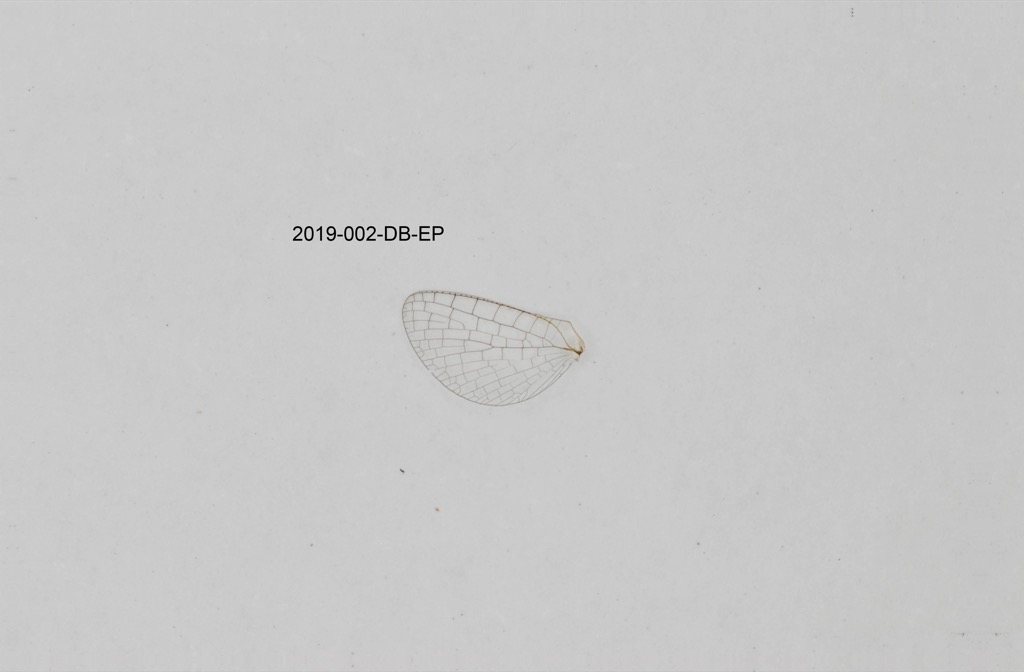 hindwing