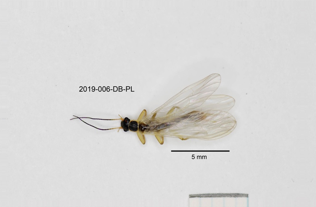 dorsal