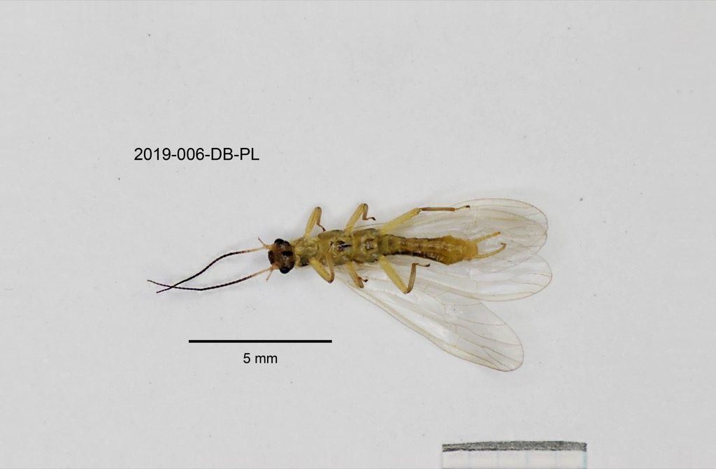 ventral
