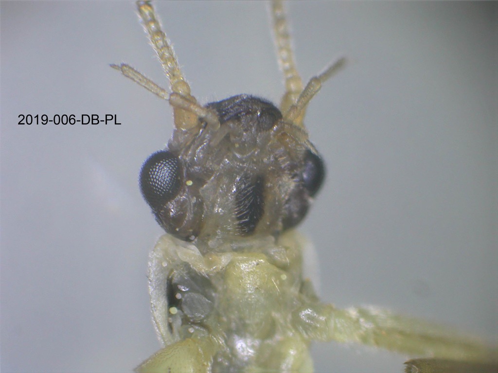 head ventral