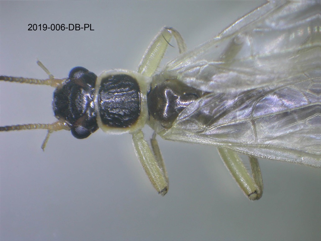 head and thorax dorsal