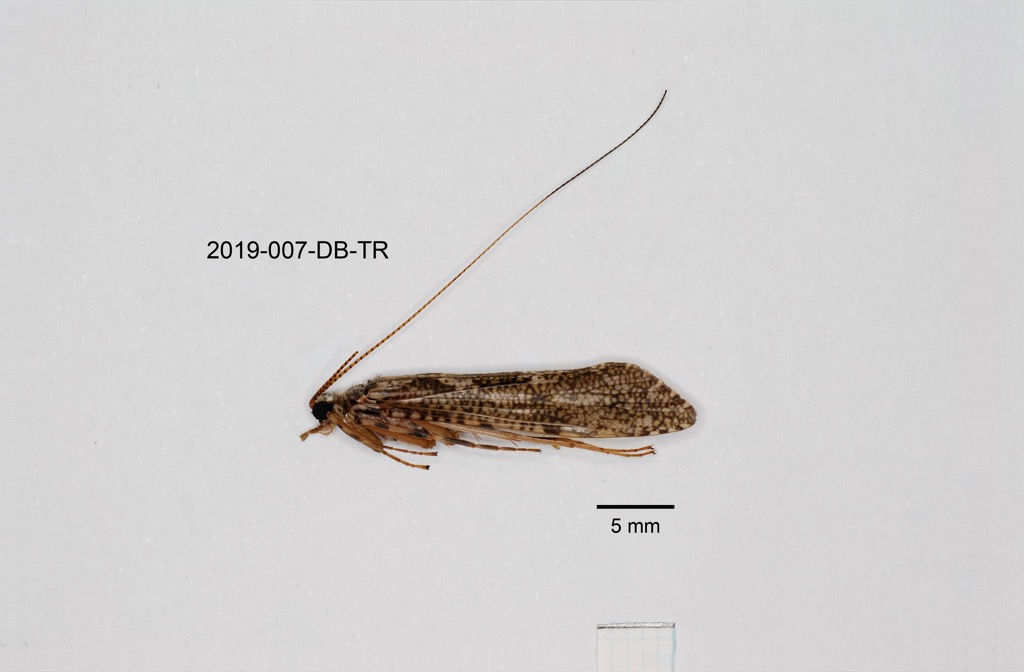 lateral