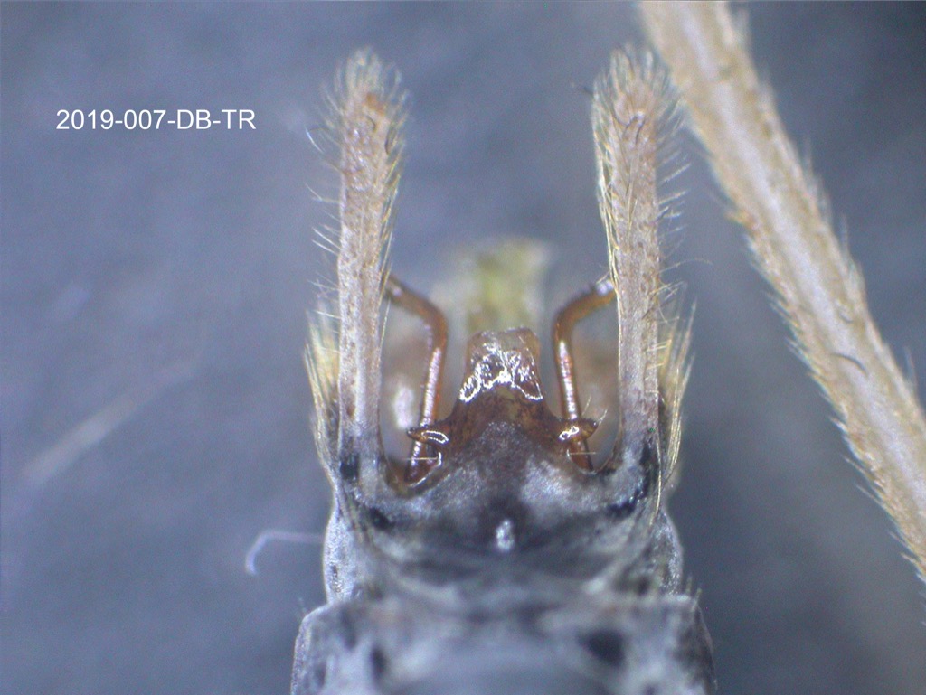 genitalia dorsal