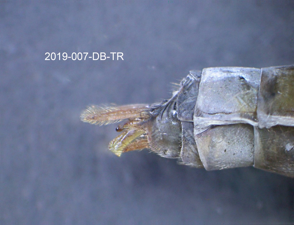genitalia lateral