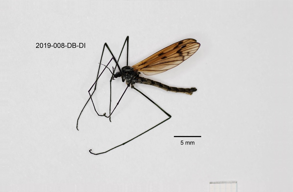 lateral