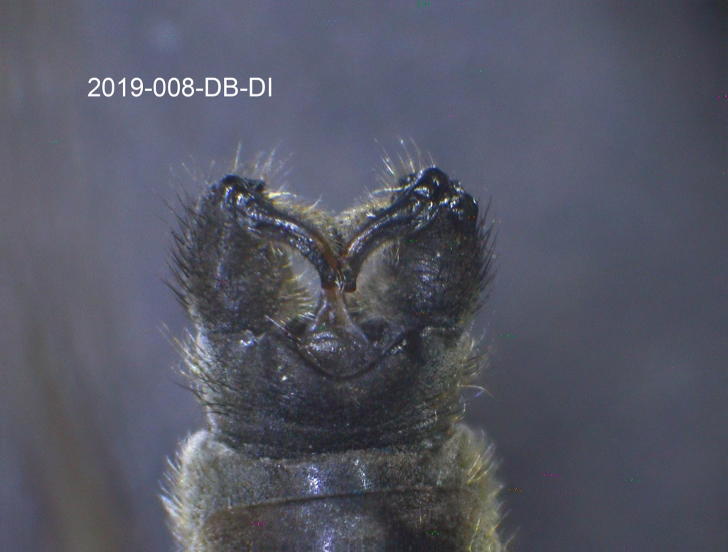 genitalia dorsal
