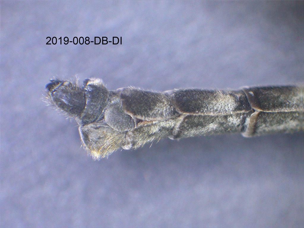 genitalia lateral