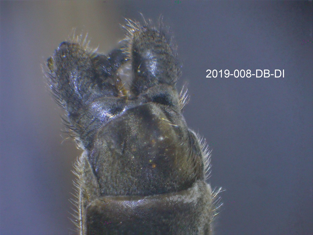 genitalia ventral