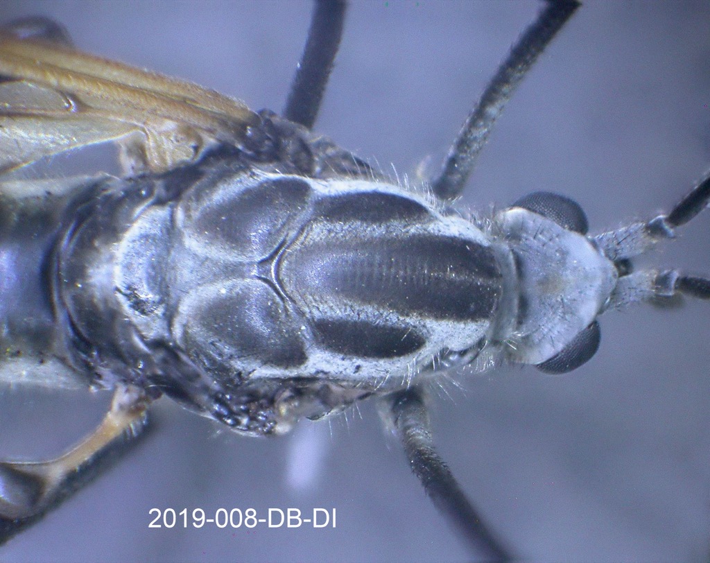 head and thorax dorsal