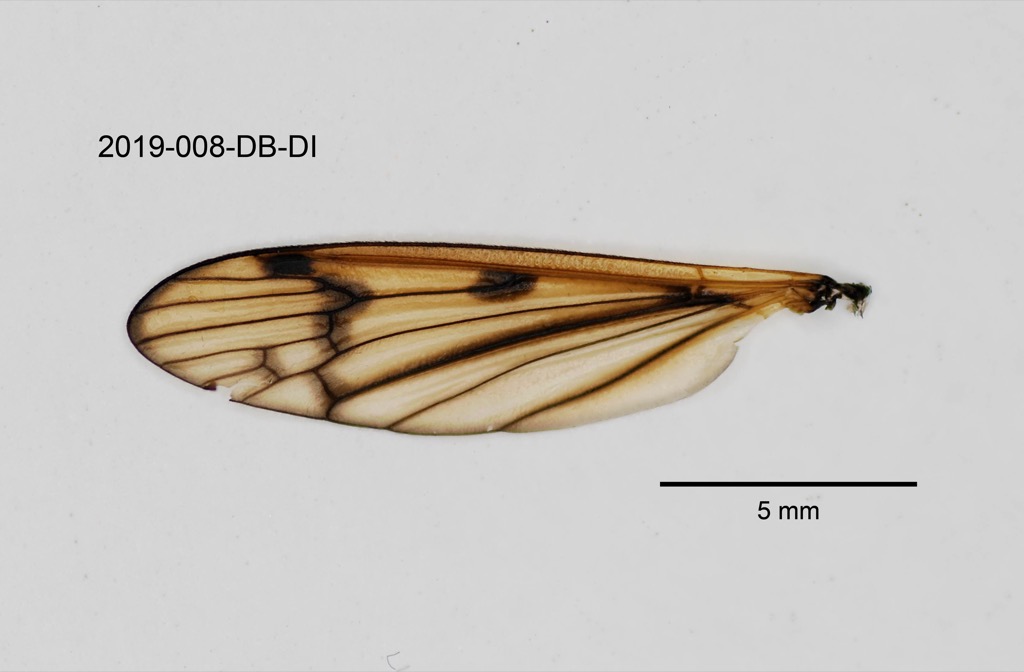 wing