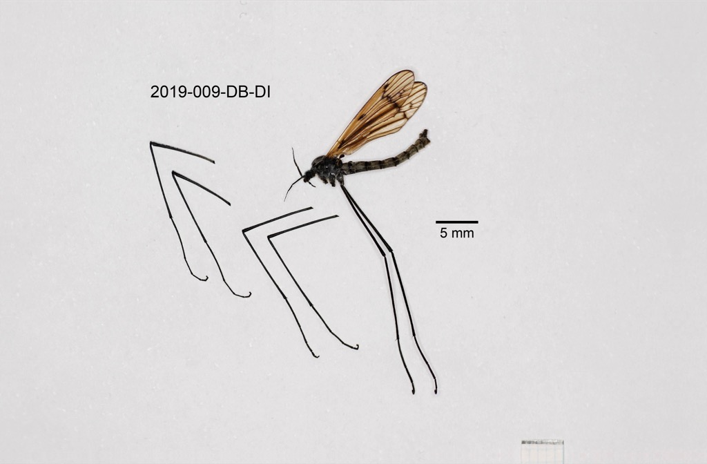 lateral