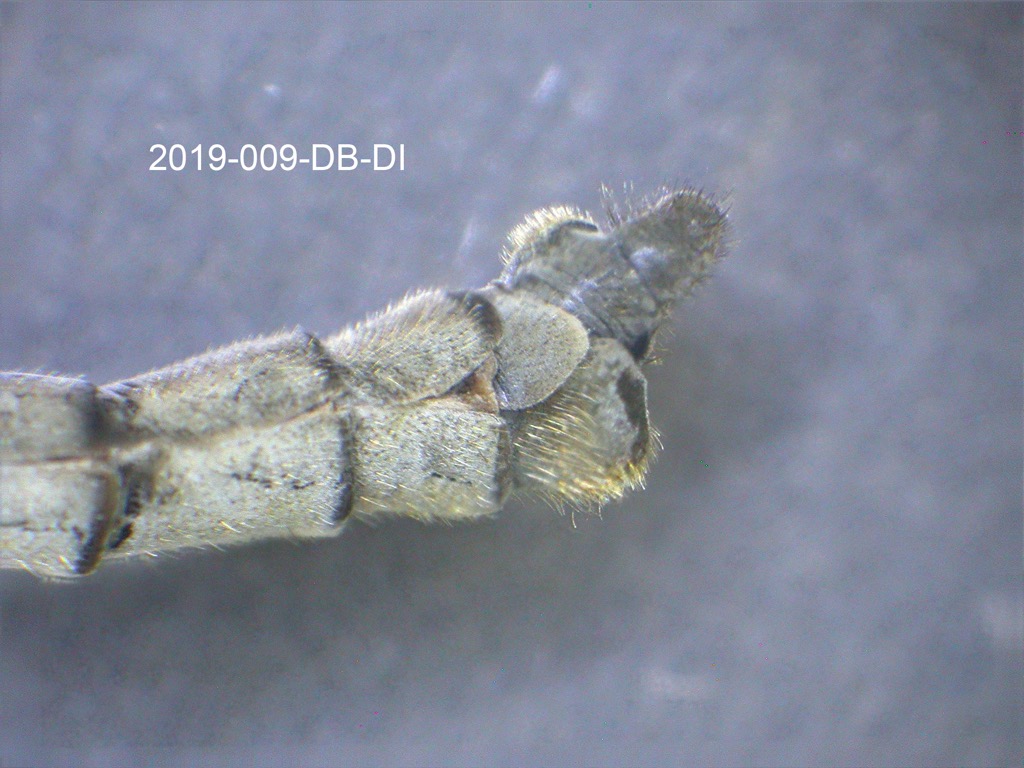 genitalia lateral