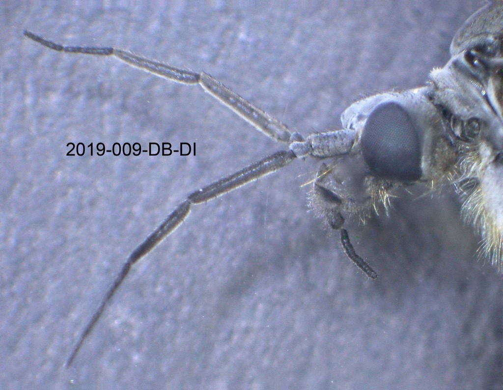 head lateral