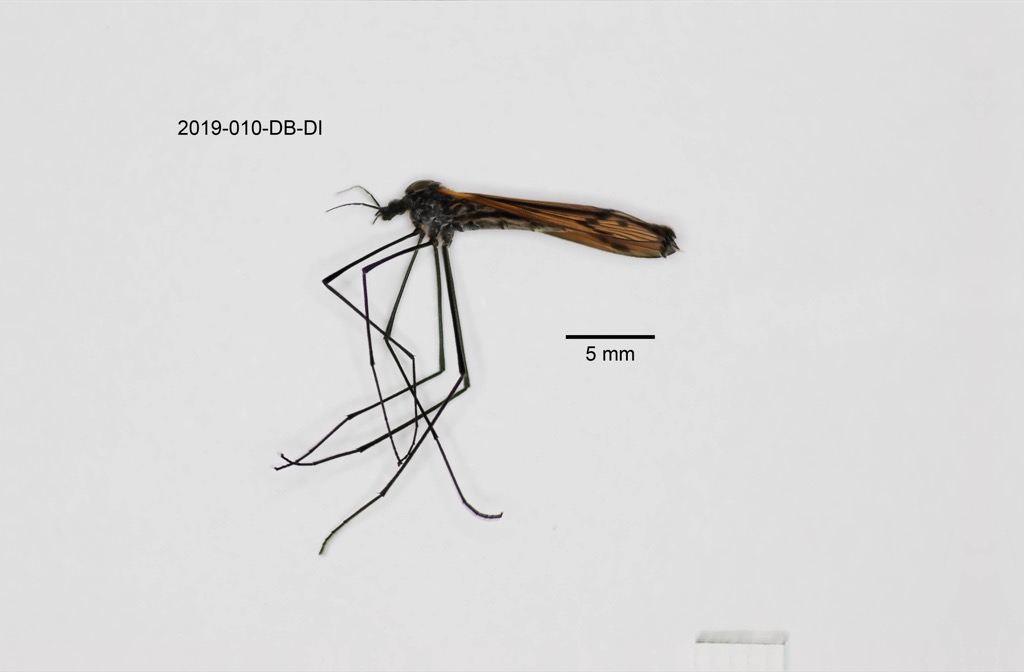 lateral