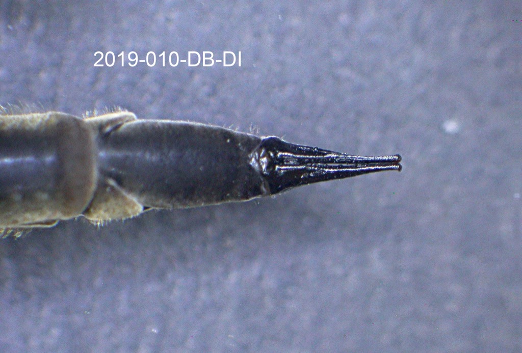 genitalia dorsal