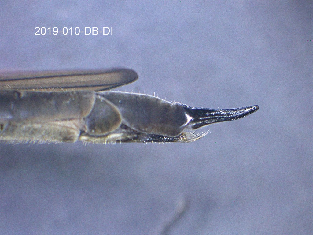 genitalia lateral