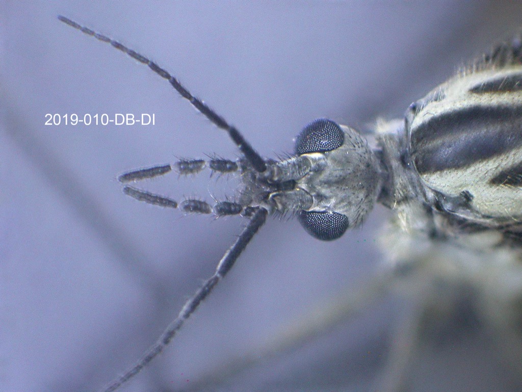 head dorsal
