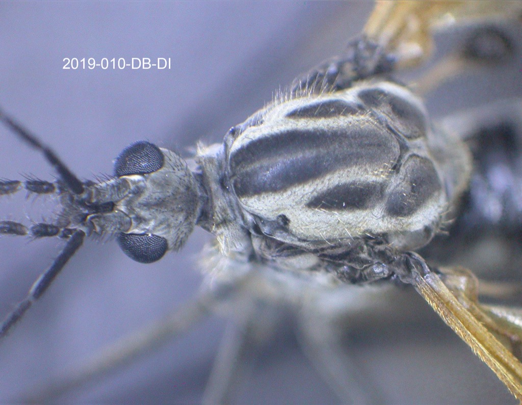 head and thorax dorsal