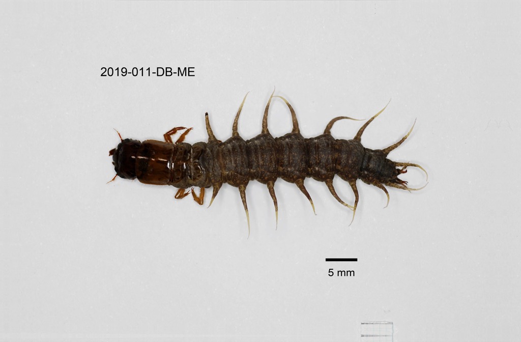 dorsal
