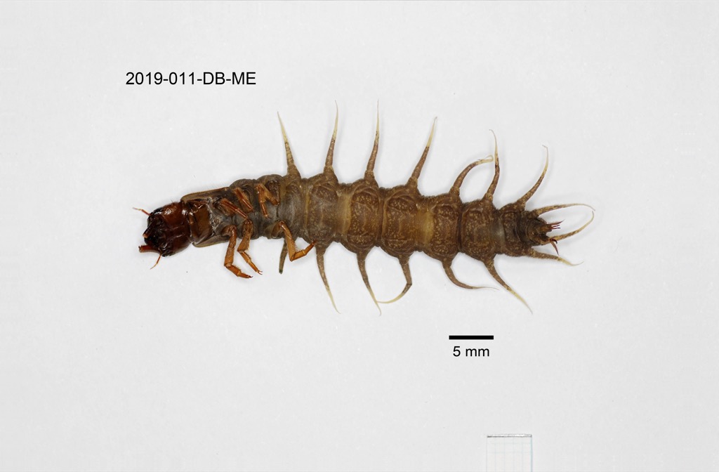 ventral