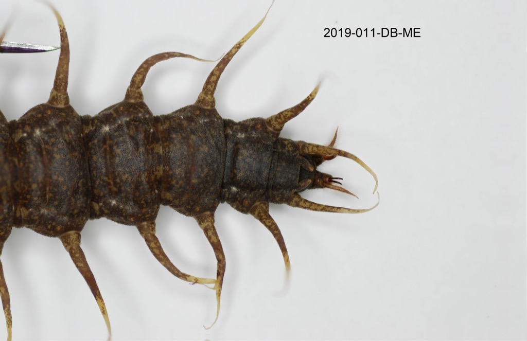 abdomen dorsal