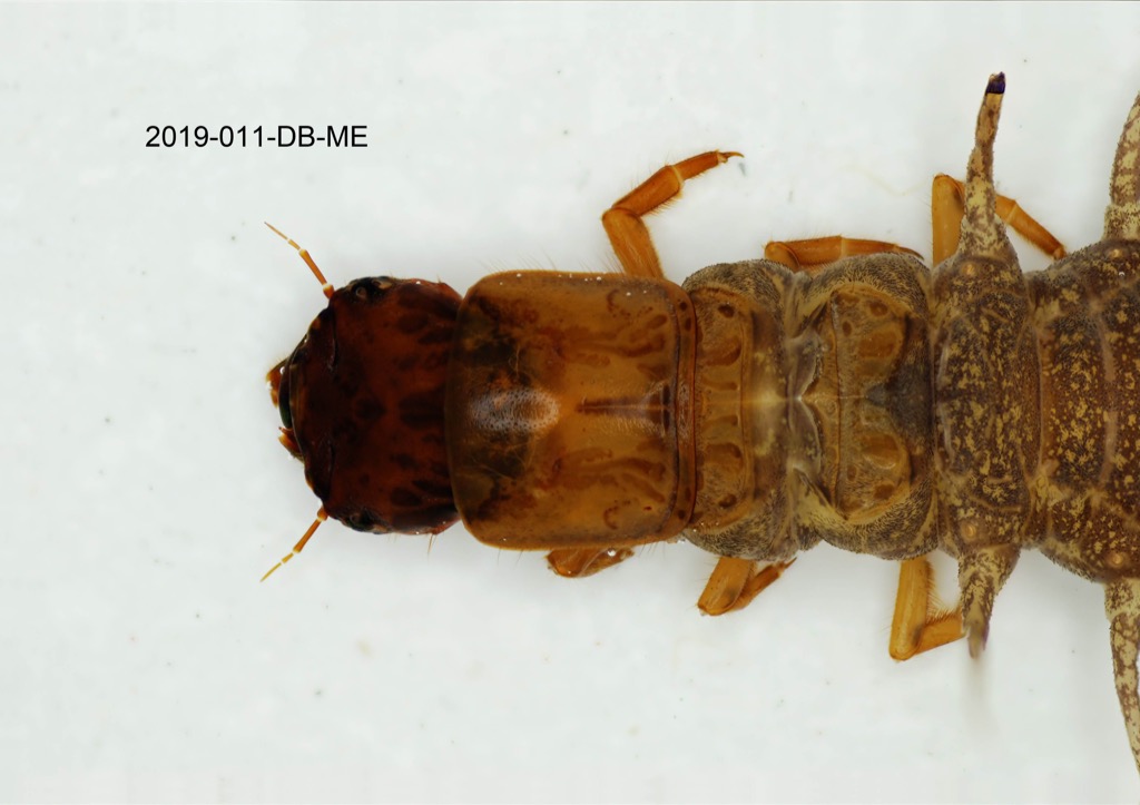head and thorax dorsal