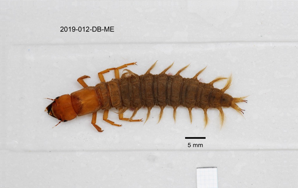 dorsal