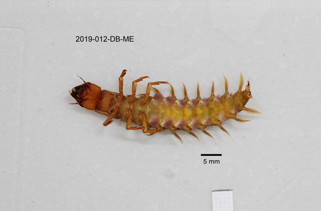 ventral
