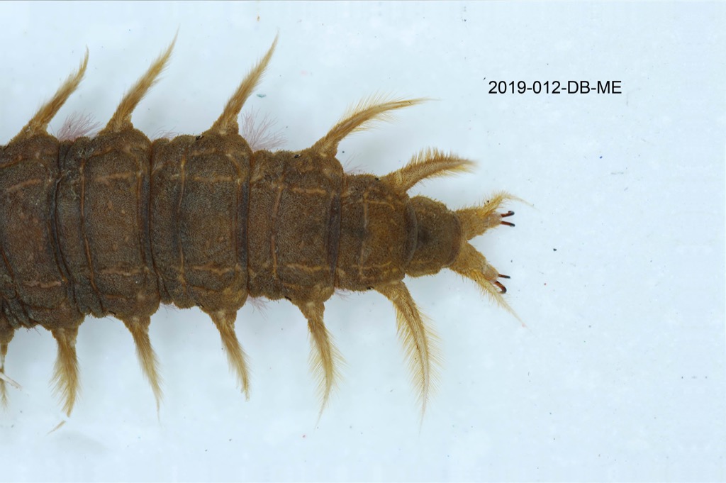abdomen dorsal