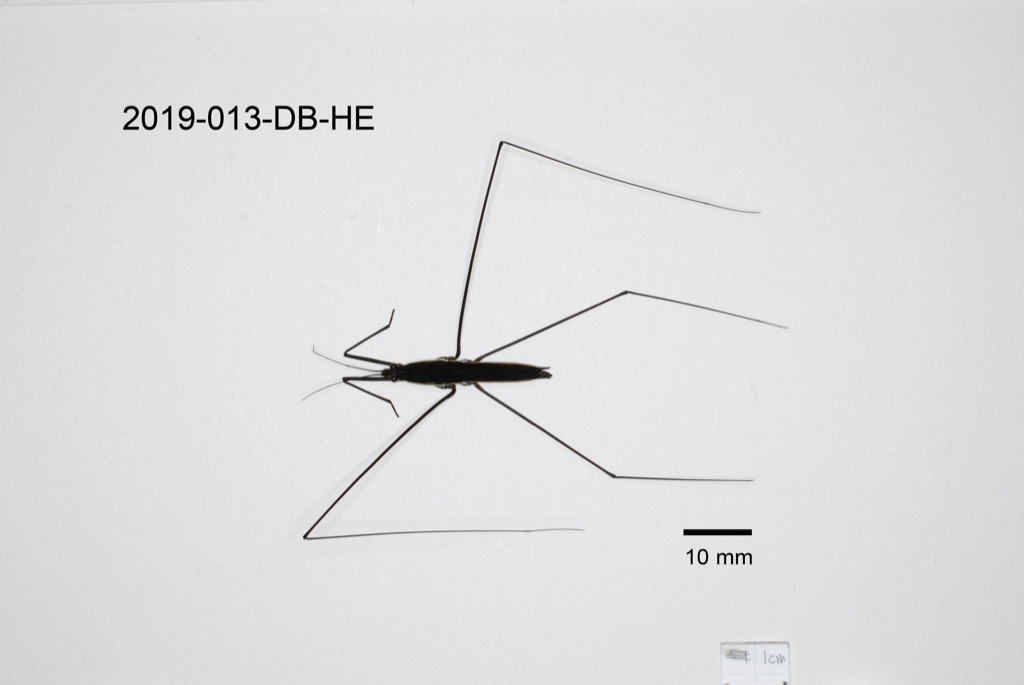 dorsal