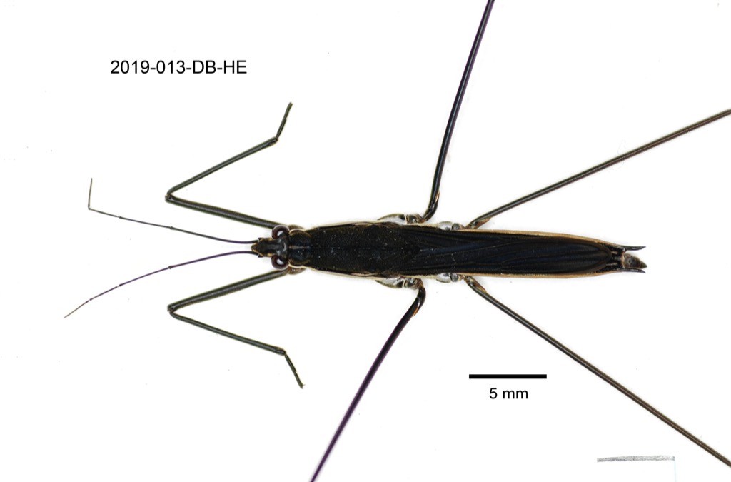 dorsal