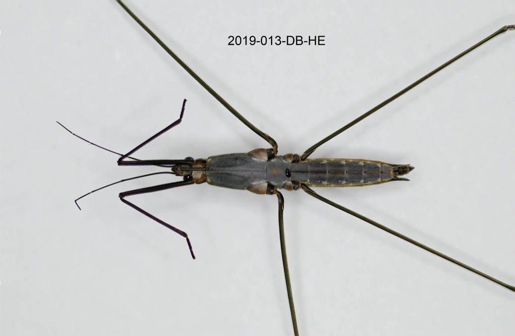 ventral