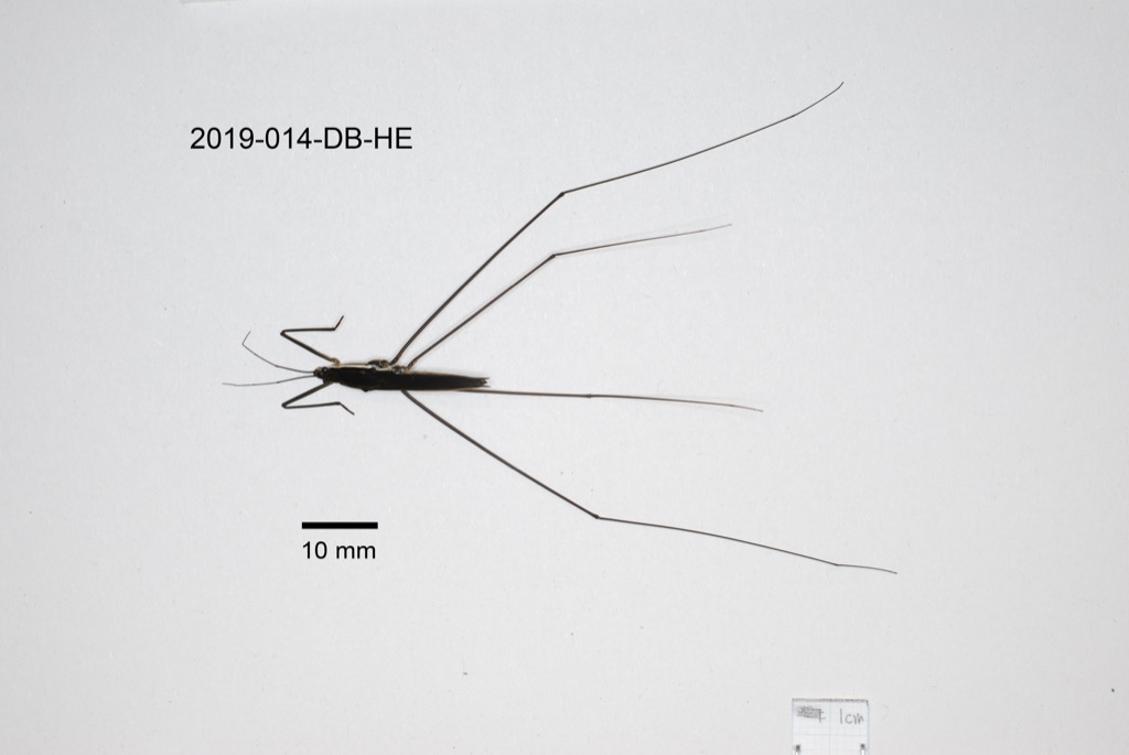 dorsal